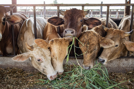 农场牲畜中的奶牛吃农民喂的青草