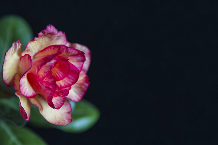 黑色背景上美丽的玫瑰或腺嘌呤照片