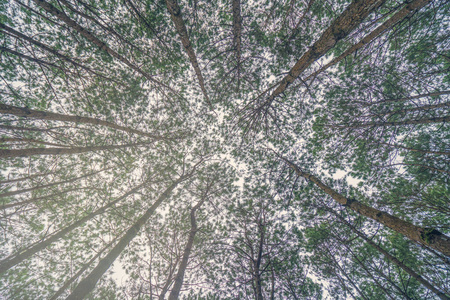 松林中树干树的俯视图图片