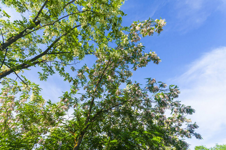 森林 植物 春天 夏天 风景 树叶 木材 自然 分支 橡树