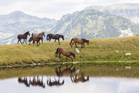 领域 兽群 自由 草地 牧场 农场 罗马尼亚 夏天 哺乳动物