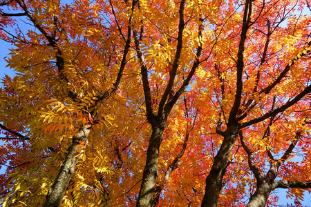 秋天 颜色 树叶 环境 公园 森林 风景 自然 木材 美丽的