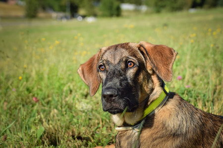 动物 哺乳动物 自然 可爱的 小狗 犬科动物 夏天 宠物