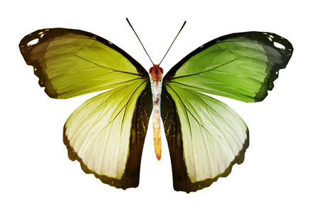 自由的 环境 阴影 收集 航班 自然 颜色 昆虫 翅膀 特写镜头