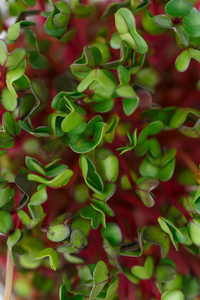 Closeup of radish microgreens  green leaves and purple stems. 