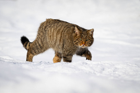 欧洲野猫涉过冬季乡村的积雪