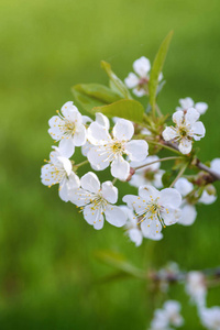 白嫩的花朵