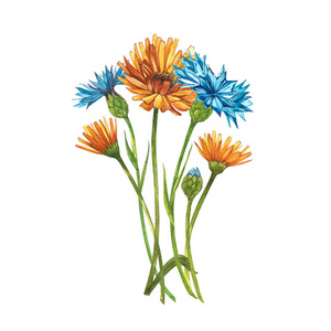 一套绘画矢车菊,花卉元素,水彩画植物插图.照片