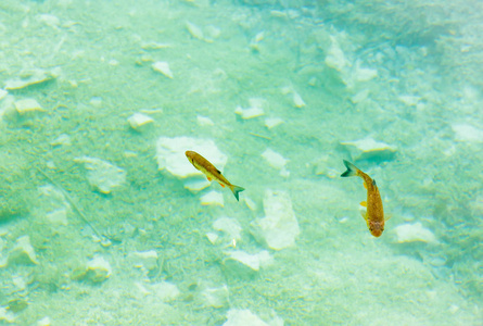 岩石在河水中美丽的鱼在湖边清澈的蓝色水中游泳.