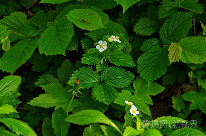 野生草莓叶特写