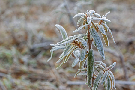 场景 风景 冷冰冰的 天气 植物 冻结 美女 自然 季节