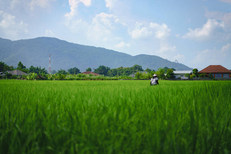 农民用稻种检查水田