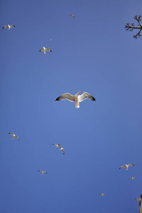 海洋 自然 自由的 天空 太阳 海鸥 动物 海鸟 假期 空气