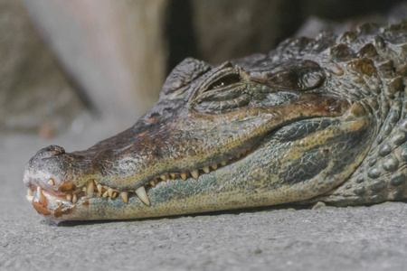 皮革 动物园 凯曼 动物 美国 沼泽 自然 鳄鱼 开曼群岛