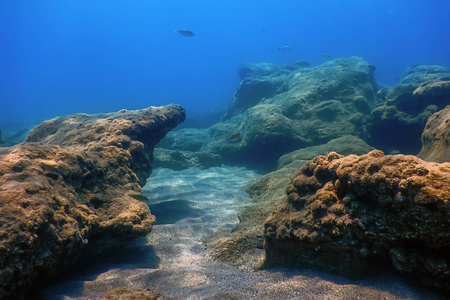 岩石水下岩石上的裸鳃类海蛞蝓和水下藻类栖息海底生活水下岩石阳光