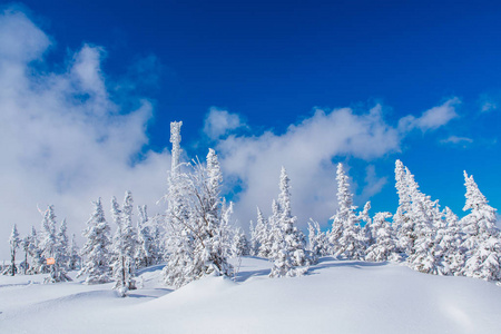 美丽的冬季景观，白雪覆盖的树木和蓝天。