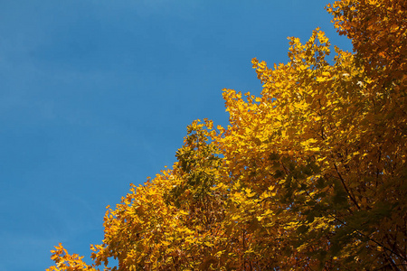 秋天 美丽的 环境 分支 美女 公园 森林 季节 天空 树叶