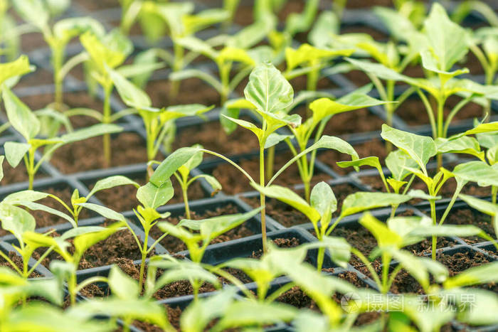 花椒芽温室花椒芽盆栽辣椒见