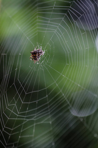 地面 动物 丝绸 蛛形纲 艺术 陷阱 蜘蛛 自然 特写镜头