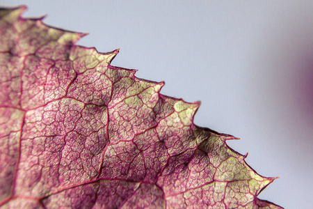 植物学 夏天 花园 树叶 颜色 十月 纹理 美丽的 特写镜头