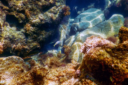 海水下的岩石图片