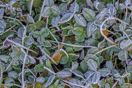 冻结 自然 冬天 场景 风景 植物 分支 森林 冷冰冰的