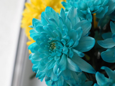 美丽清新的蓝色菊花特写。花卉背景