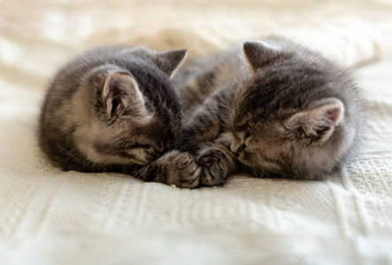 可爱的斑猫在家里睡觉，拥抱，亲吻。新生小猫，小猫，小动物和猫的概念。家畜。家庭宠物。舒适的家猫，小猫。爱
