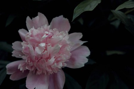 花束 盛开 自然 颜色 花瓣 植物 花园 春天 植物学 美丽的