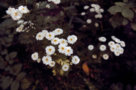 花园 颜色 开花 草地 植物学 特写镜头 美丽的 季节 花瓣
