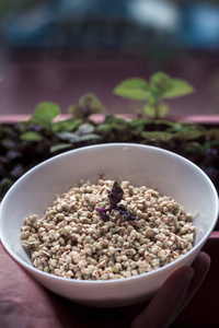 美食家 烹饪 饮食 草本植物 特写镜头 自然 种子 小吃