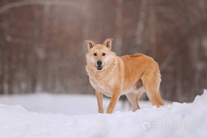 快乐的红狗和有趣的耳朵在户外摆姿势