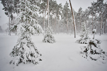 场景 季节 冷冰冰的 冬天 木材 天气 公园 环境 冷杉