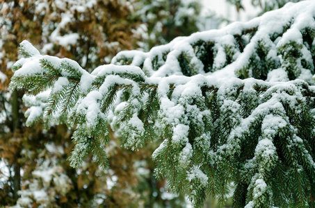 Spruce branch covered with white snow on a snowy winter day, 