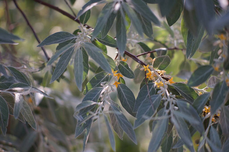 夏季花园里盛开沙棘，近枝黄花。