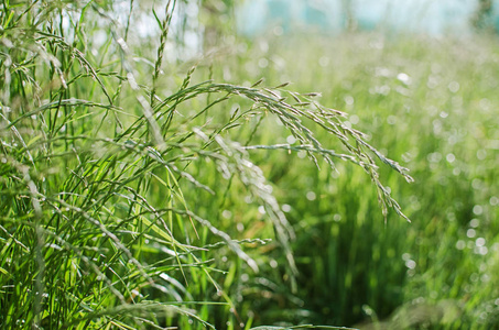 couch grass green grass grows outdoors with dew 