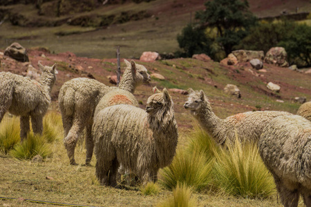 智利 野生动物 羊驼农场 自然 农场 阿亚库乔 美洲驼 旅行
