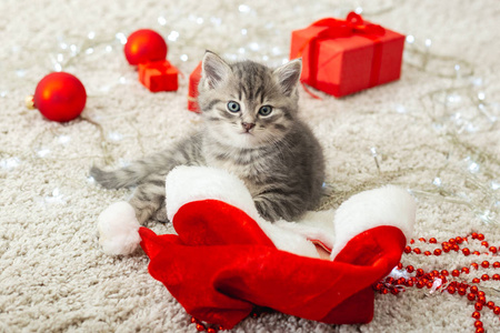 圣诞猫。圣诞节呈现概念。戴圣诞老人帽的斑猫。小猫的肖像和礼物，包装好的礼品盒。特写，复制空间。与小猫，动物，宠物，猫在一起。