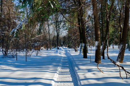 白雪覆盖的树林间的小路图片