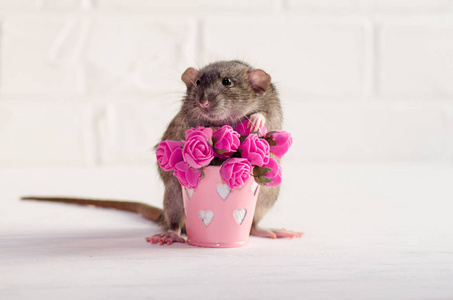灰色的老鼠达博有着有趣的耳朵，坐在白色的背景上，旁边有一个粉红色的花朵，贺卡有复制空间
