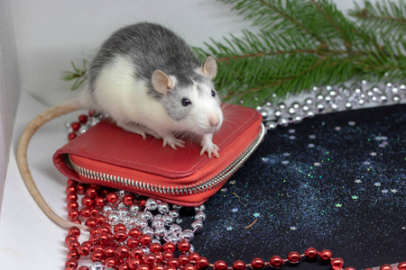 新年概念。可爱的白色家鼠在新年装饰。2020年的象征是一只老鼠。