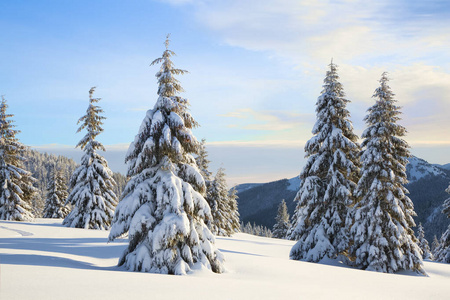 在寒冷晴天的冬季林地景观。白雪覆盖的云杉树。墙纸雪地背景。地点欧洲乌克兰喀尔巴阡山广场。