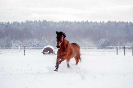棕色的马在雪地里飞驰图片