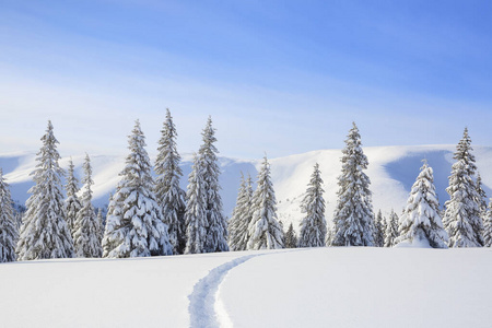 美丽的山景。冬季景观中有树木在雪堆里，草坪上覆盖着积雪与步行道。雪景背景下的新年和圣诞节概念。地点喀尔巴阡山。