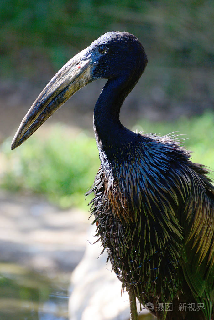 非洲大比目鱼anastomuslamelligerus