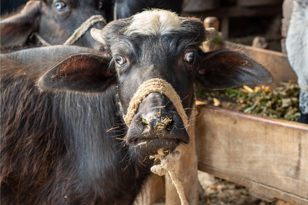 水牛 动物 站立 哺乳动物 日光 公牛 照相机 乡村 奶牛