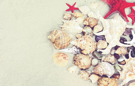 Seashells and red seastars on the sand, summer beach background 