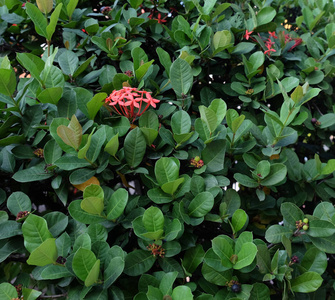 生长 美丽的 粉红色 植物区系 花的 颜色 花园 春天 开花