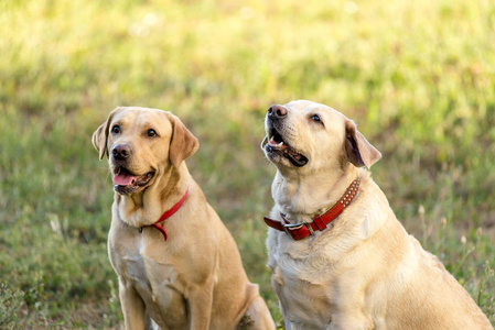 两只拉布拉多猎犬坐在公园的草地上。