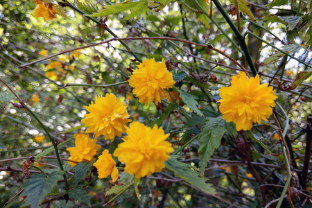 花园里盛开着美丽的黄色菊花。